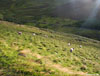 Sheep munching in the sun between the path and Howden Burn