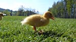 A wee duckling