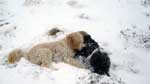 The dugs playing in the snow