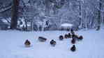 Killer ducks in the snow
