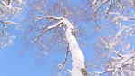 Snowy tree
