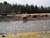 Coos beside the Allt Coire Chailein